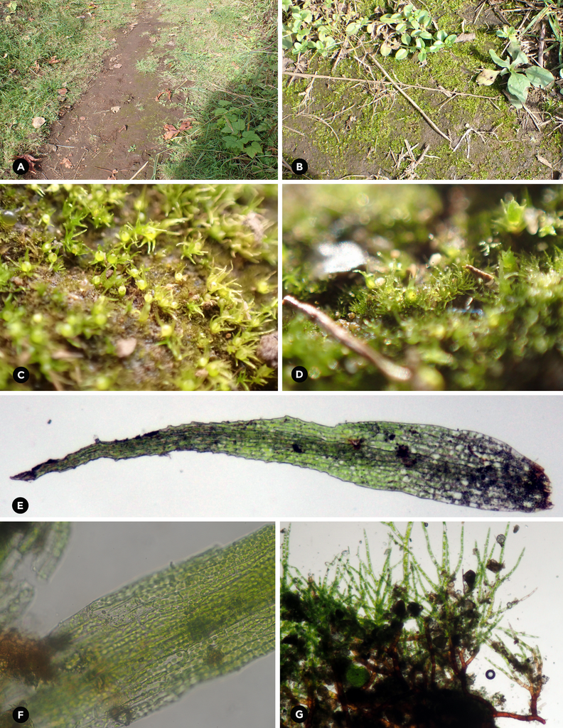 Ephemerum crassinervium