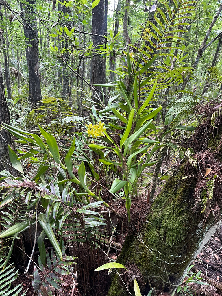 Epidendrum anceps