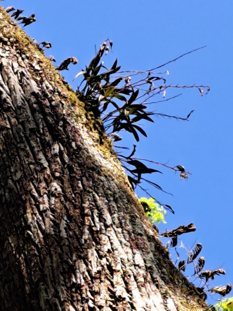 Epidendrum conopseum