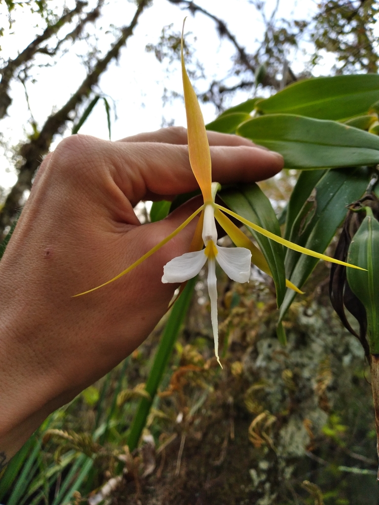 Epidendrum nocturnum