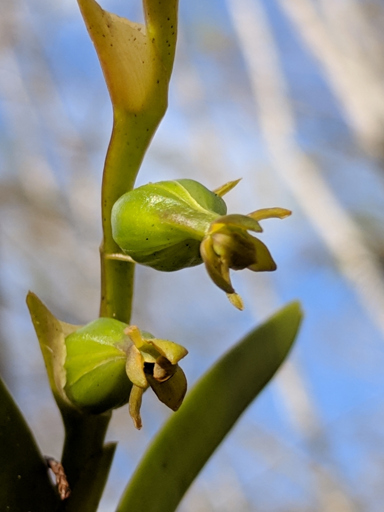 Epidendrum rigidum