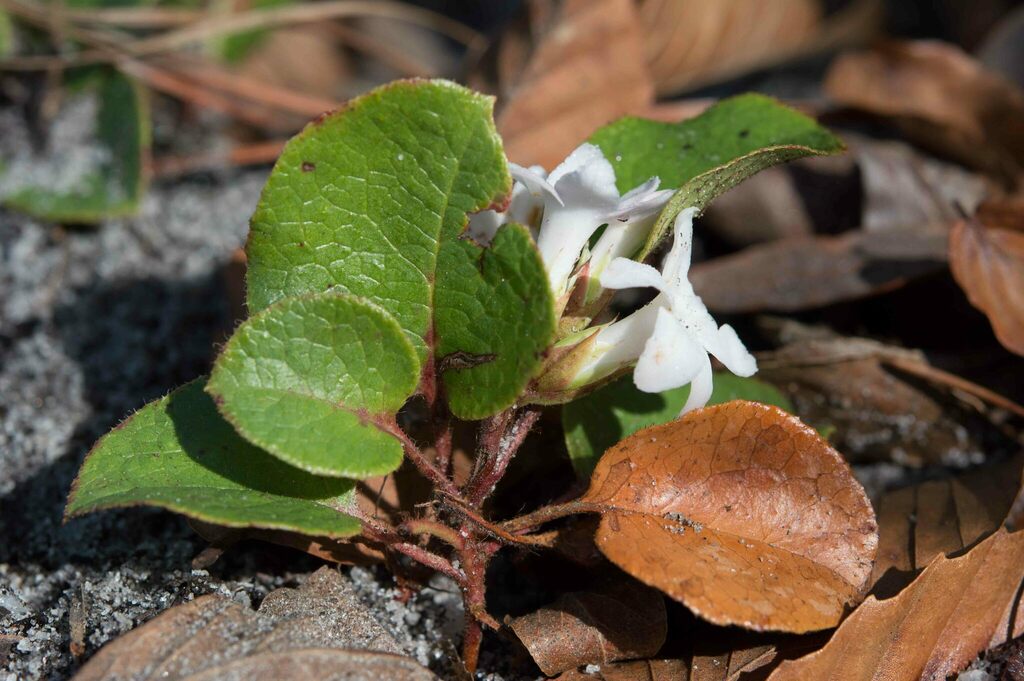Epigaea repens