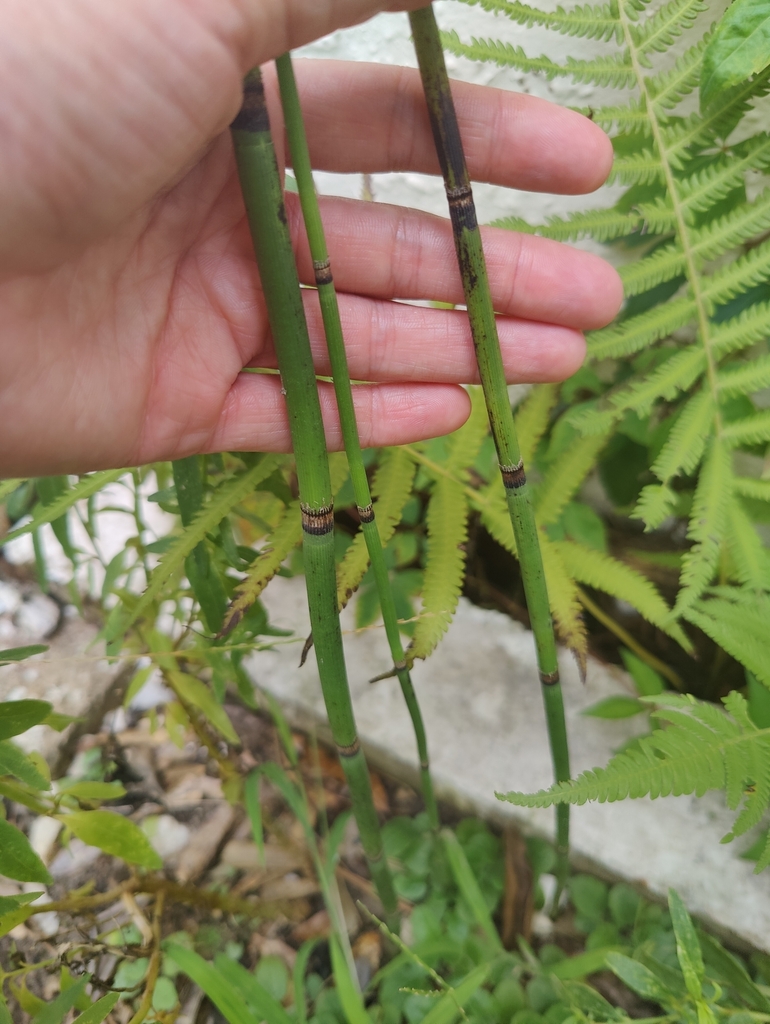 Equisetum hyemale var. affine