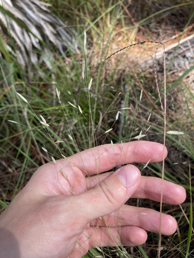 Eragrostis elliottii