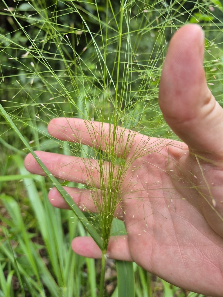 Eragrostis hirsuta