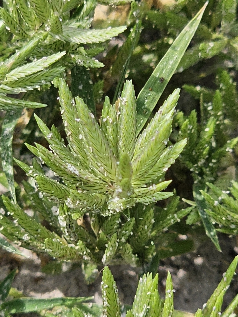 Eragrostis hypnoides