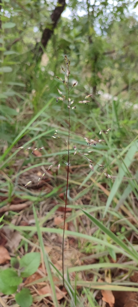 Eragrostis polytricha