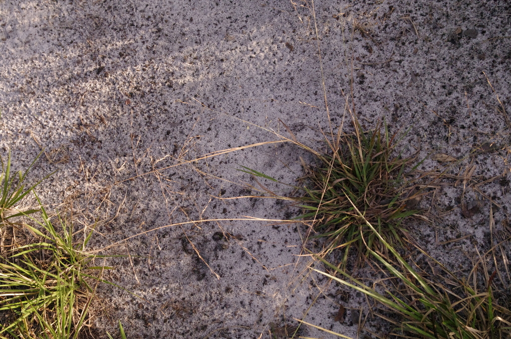 Eragrostis refracta