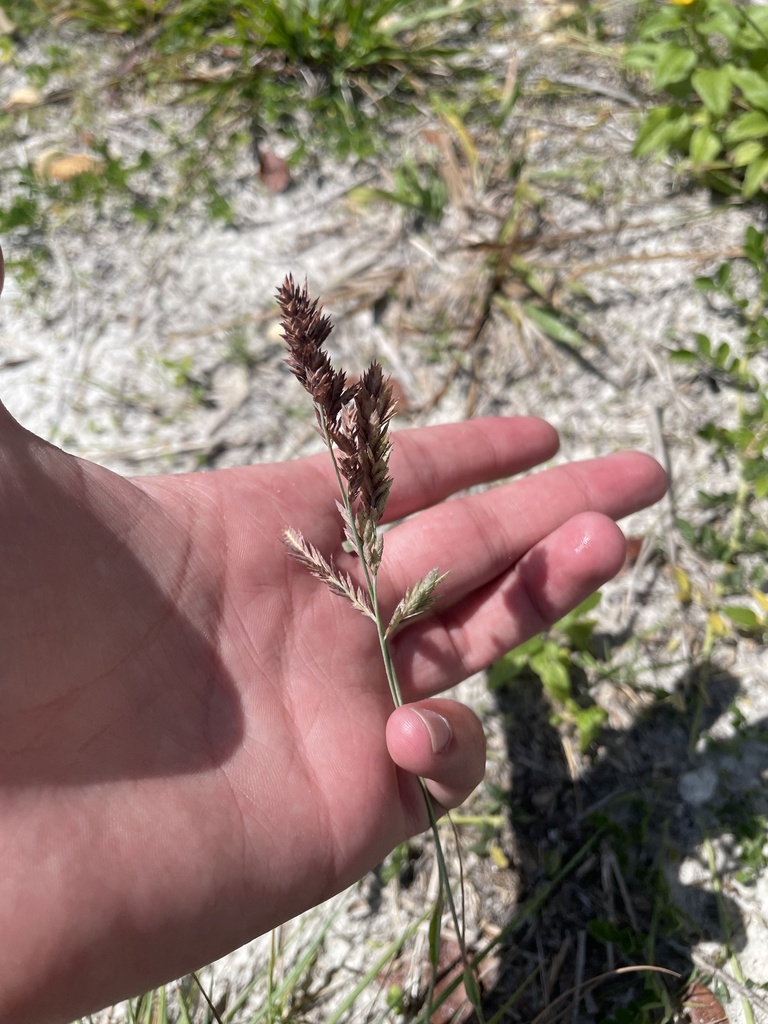 Eragrostis secundiflora subsp. oxylepis