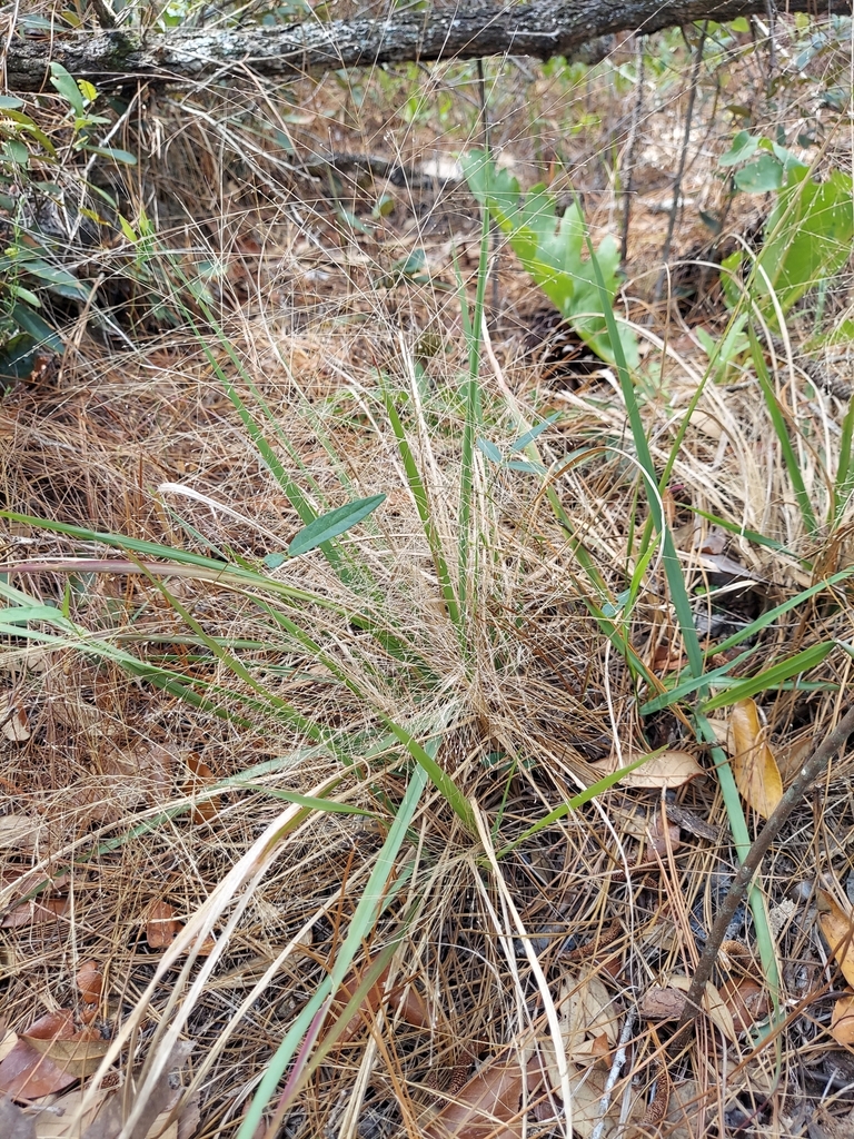 Eragrostis spectabilis