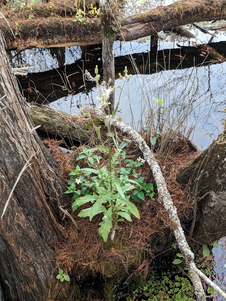 Erechtites hieraciifolius