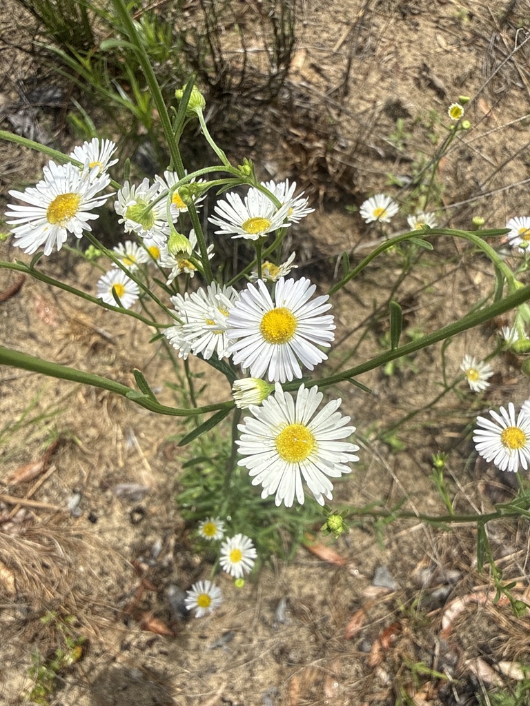 Erigeron annuus