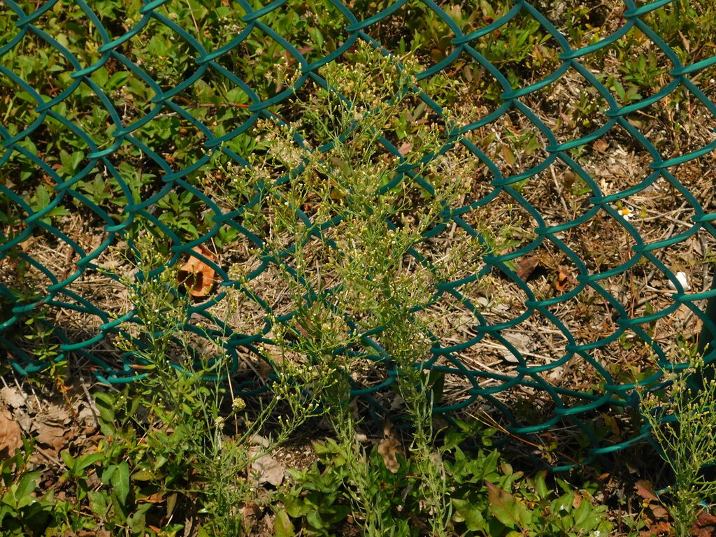 Erigeron canadensis