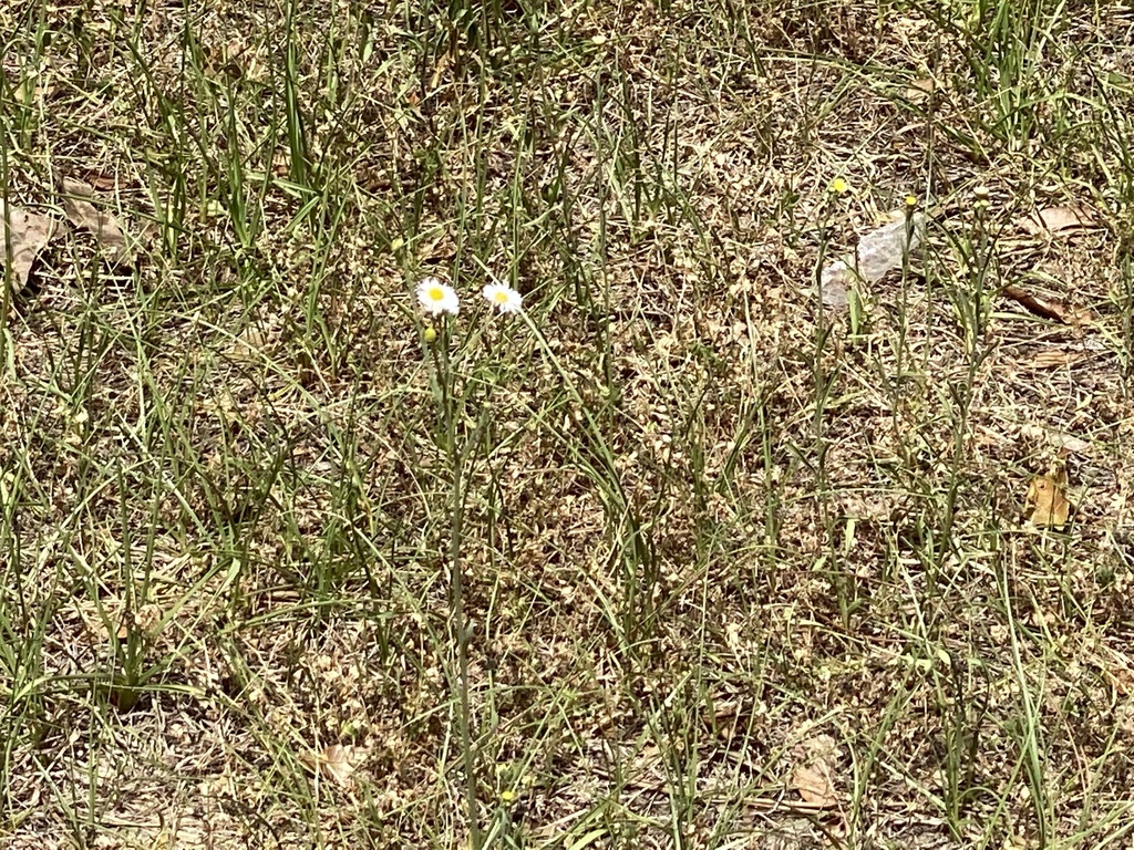 Erigeron philadelphicus
