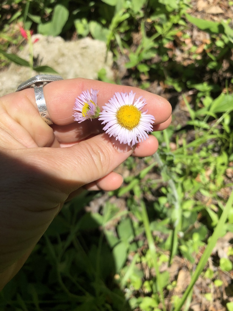 Erigeron pulchellus