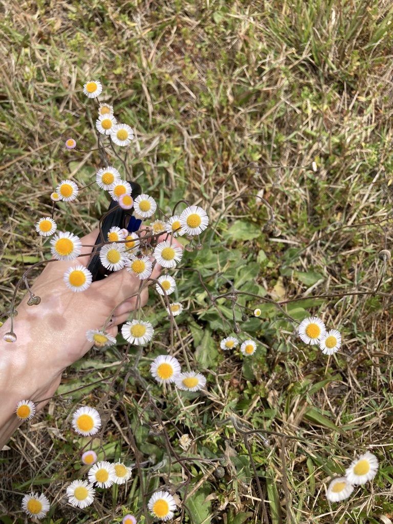 Erigeron quercifolius