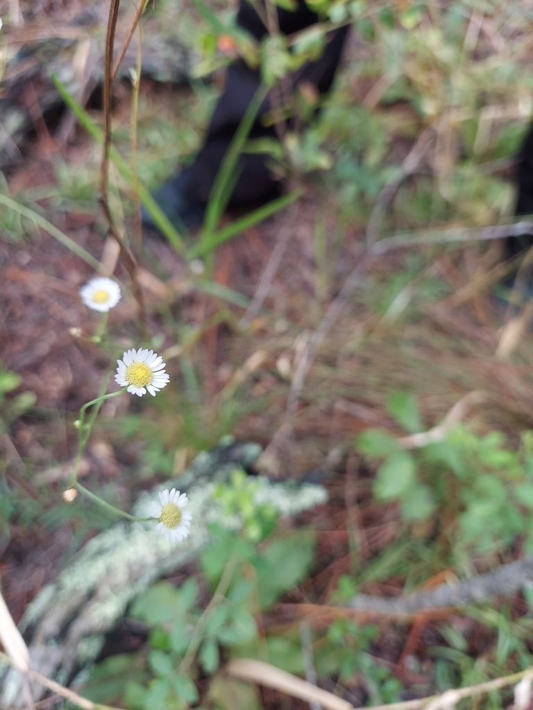 Erigeron strigosus