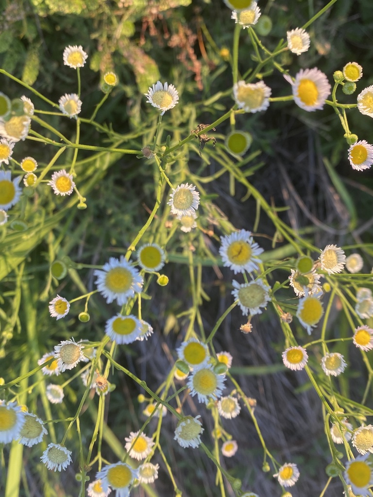 Erigeron tenuis