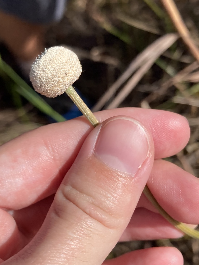Eriocaulon decangulare
