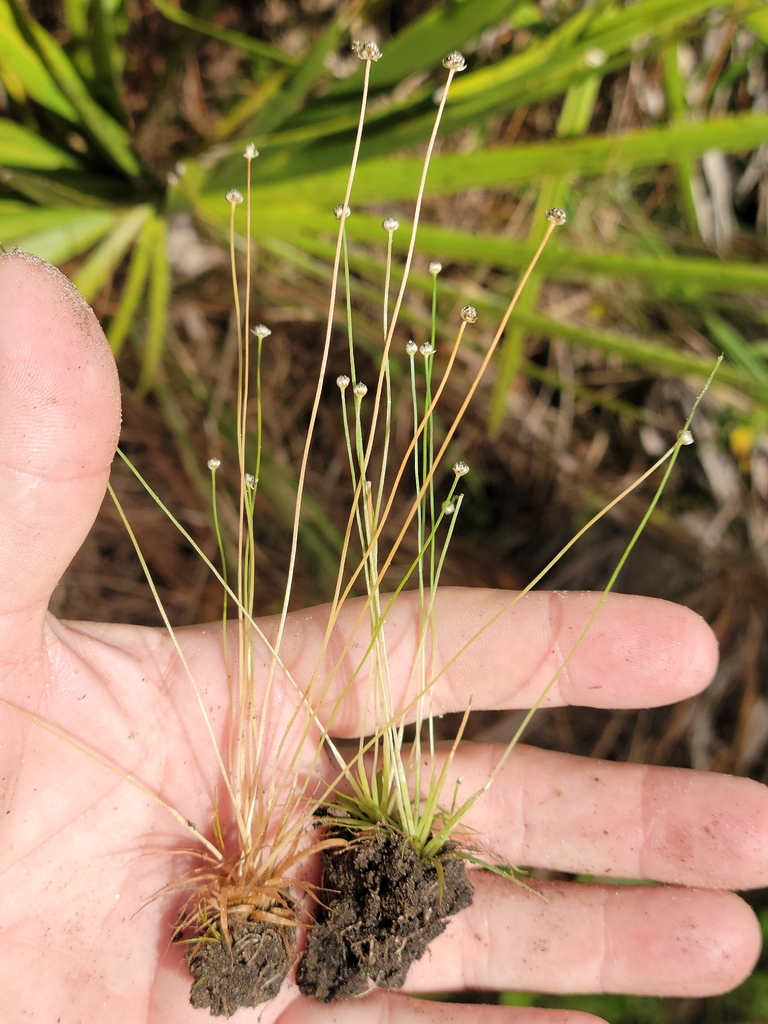 Eriocaulon ravenelii
