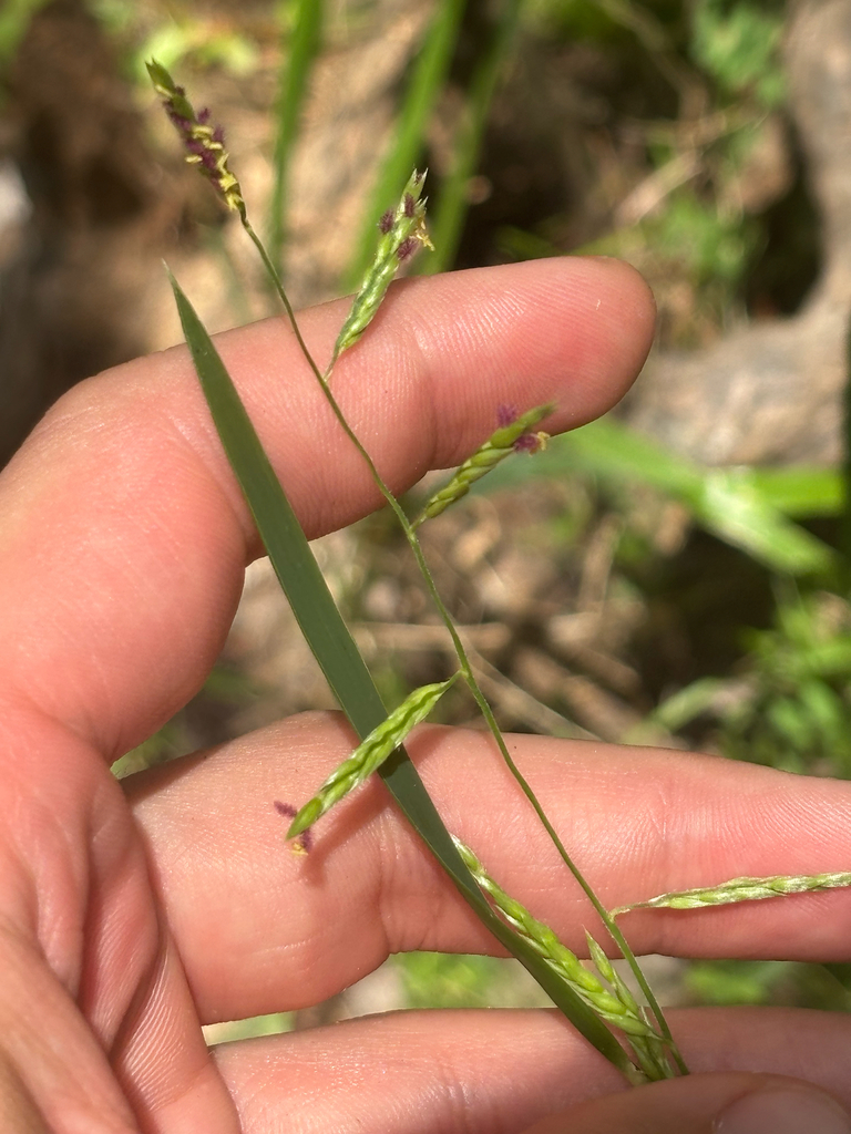 Eriochloa michauxii var. michauxii
