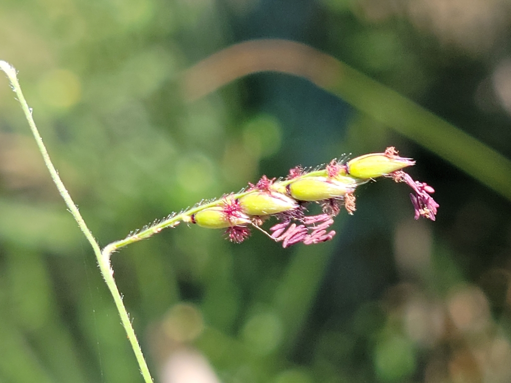 Eriochloa michauxii var. simpsonii