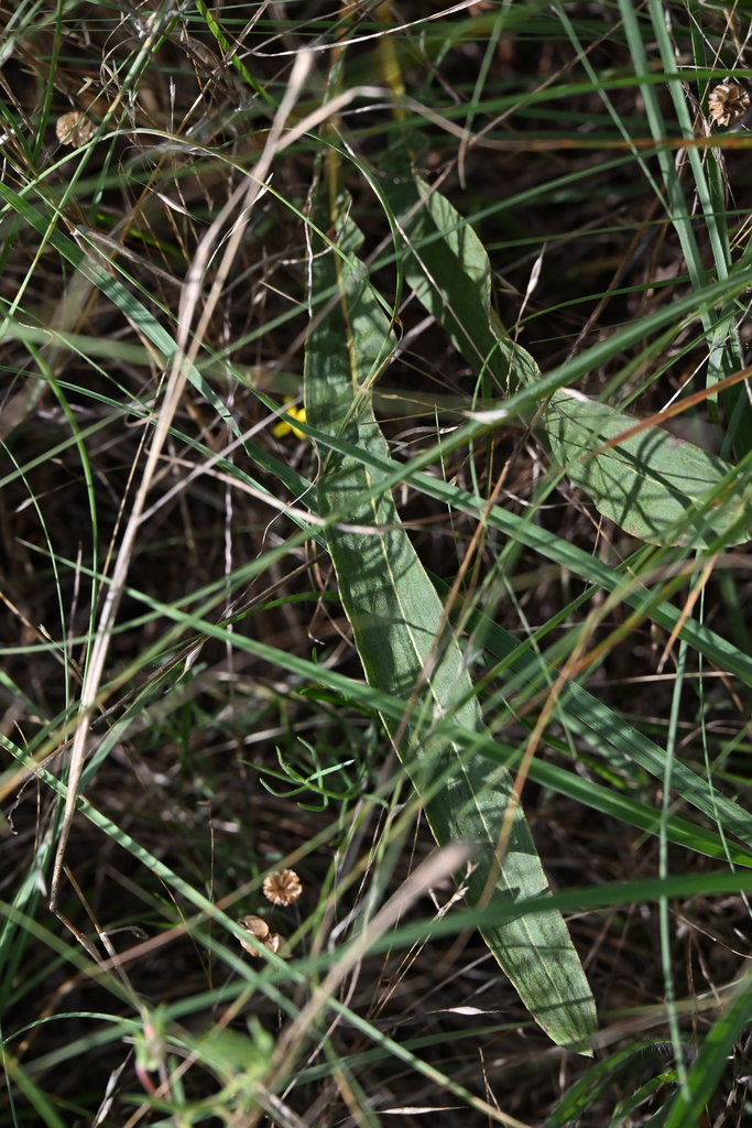 Eriogonum longifolium var. gnaphalifolium