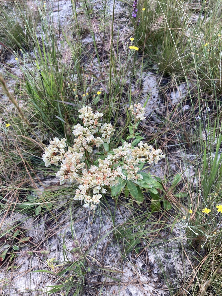 Eriogonum tomentosum