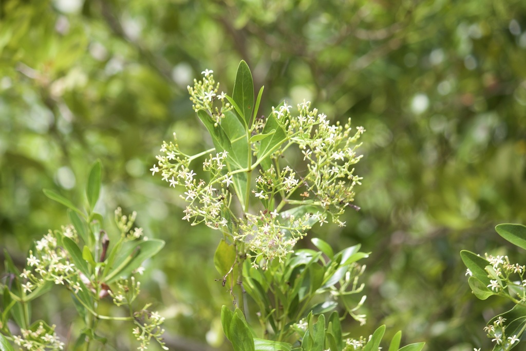 Erithalis fruticosa