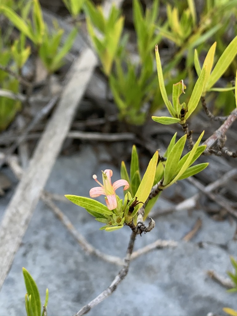 Ernodea cokeri