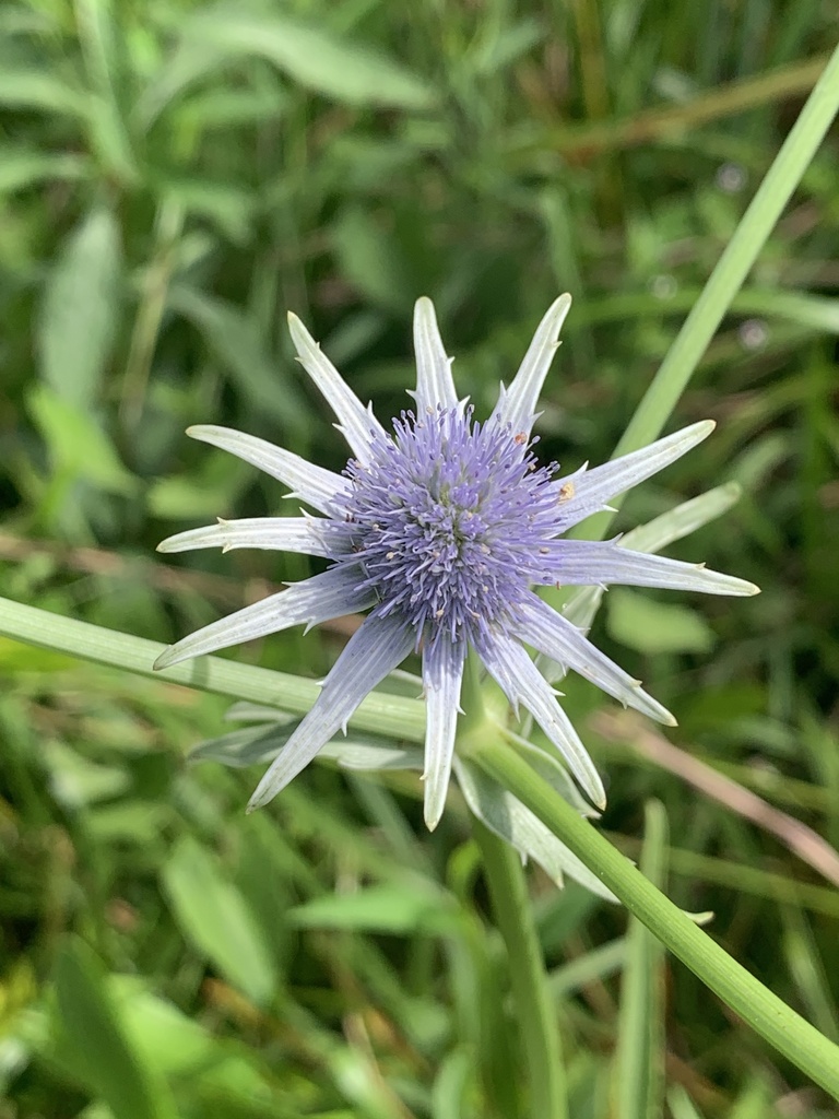 Eryngium aquaticum