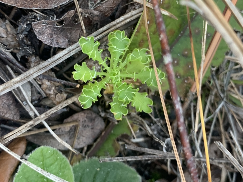 Eryngium aromaticum