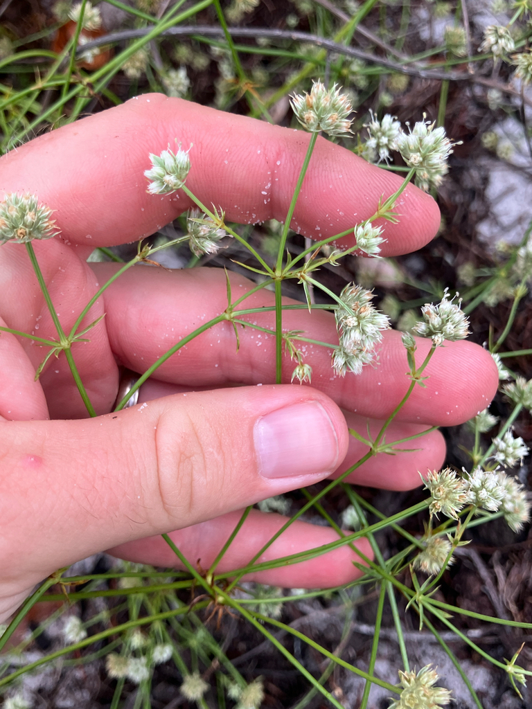 Eryngium cuneifolium