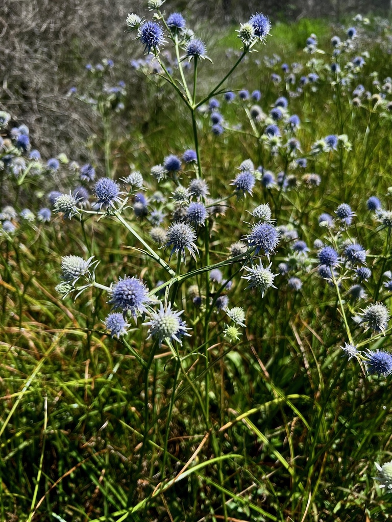 Eryngium integrifolium