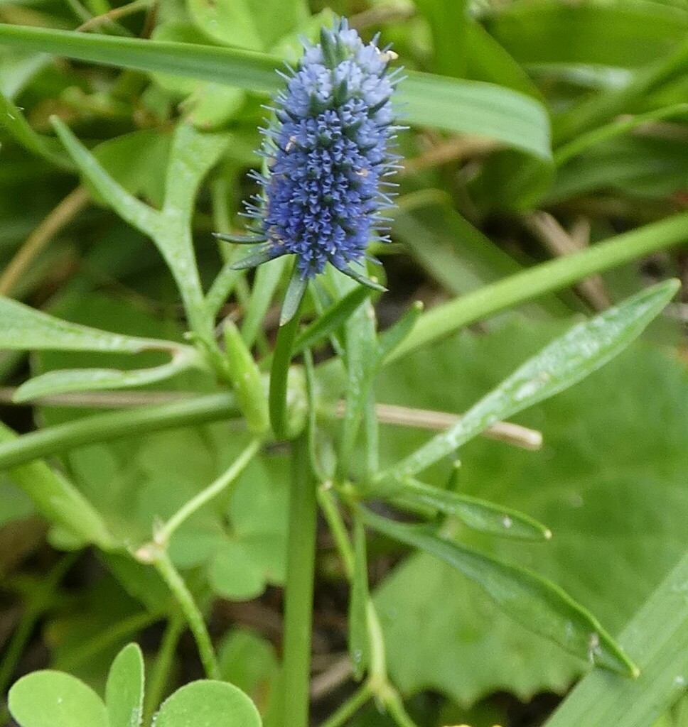 Eryngium prostratum