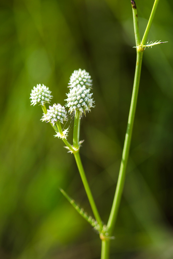 Eryngium yuccifolium