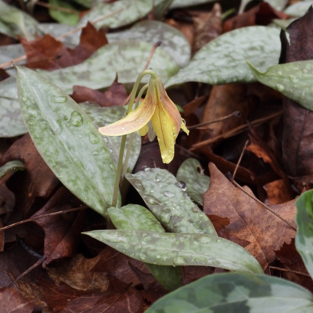 Erythronium umbilicatum