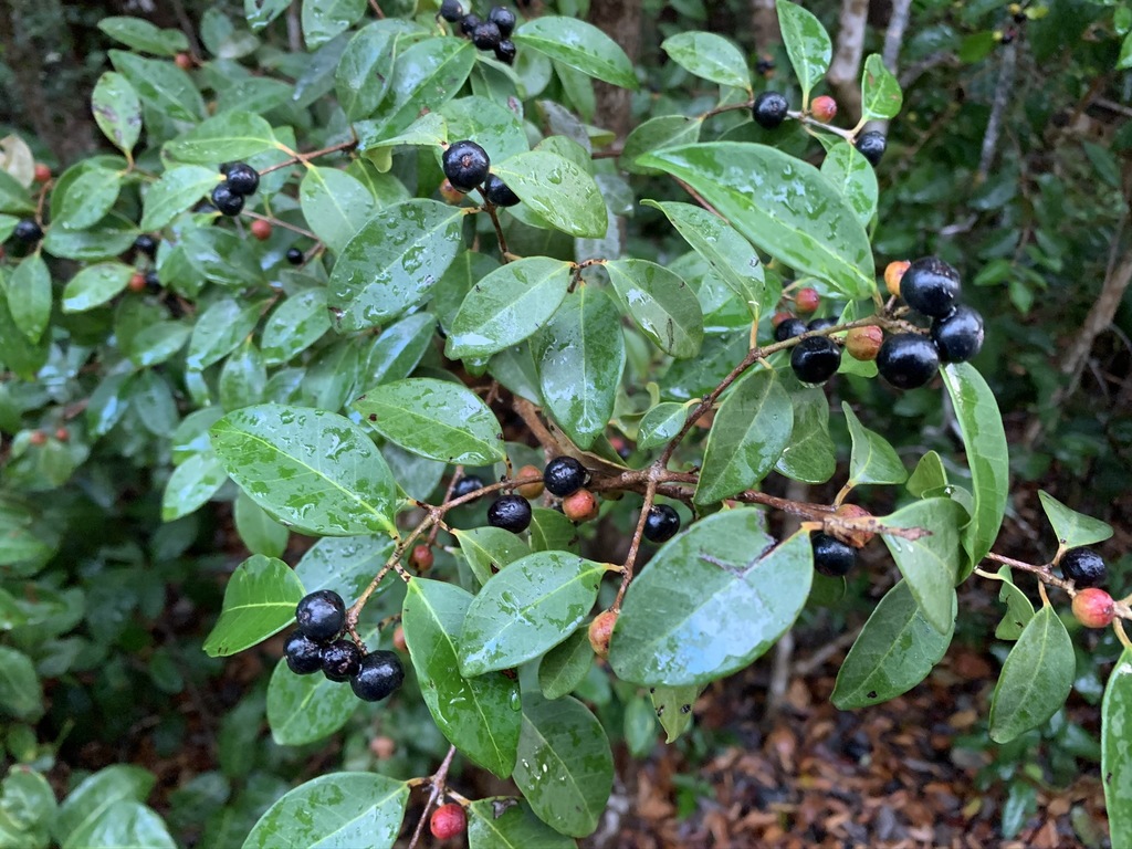 Eugenia axillaris
