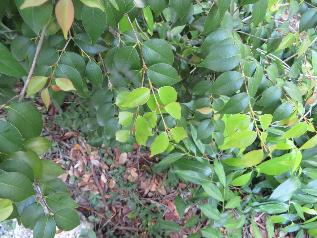 Eugenia confusa