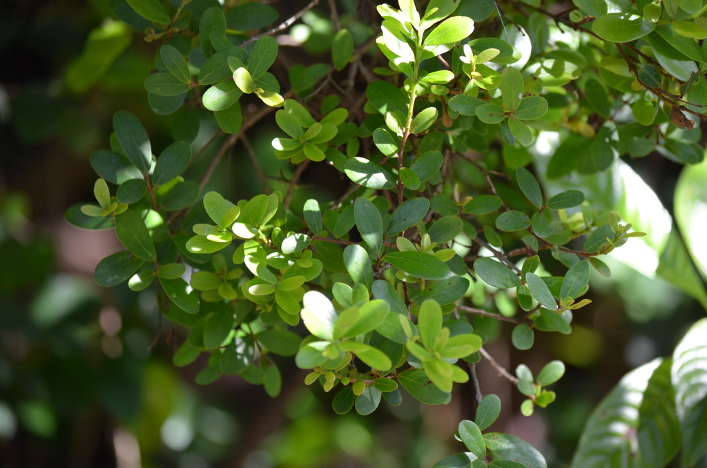 Eugenia foetida