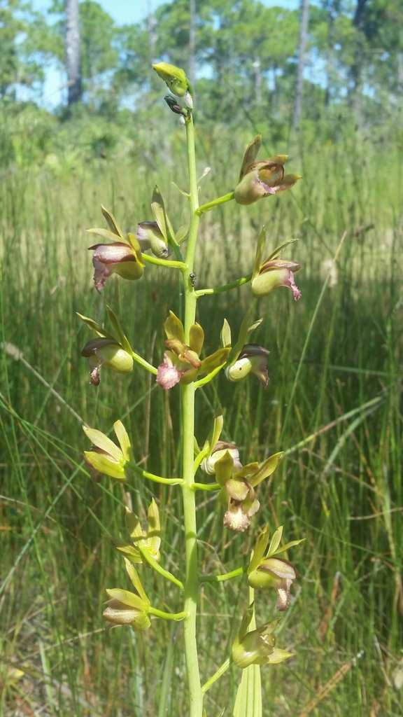 Eulophia alta