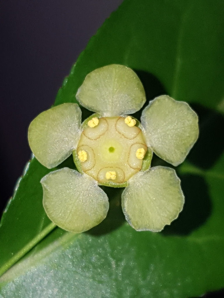 Euonymus americanus