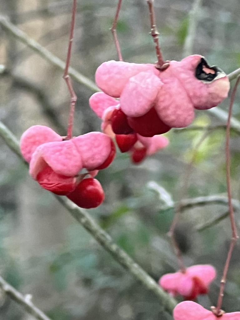Euonymus atropurpureus