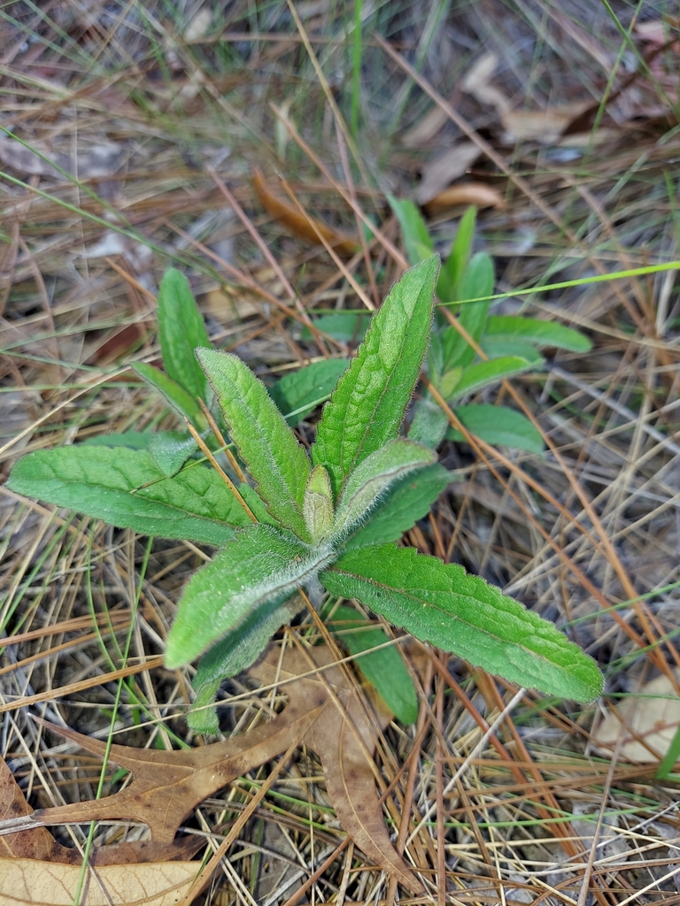 Eupatorium album