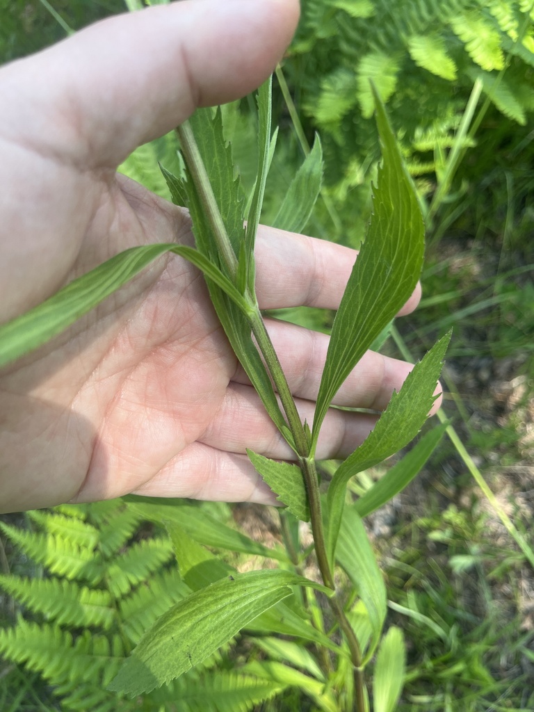 Eupatorium altissimum