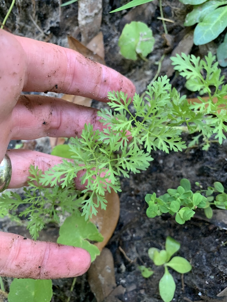 Eupatorium capillifolium
