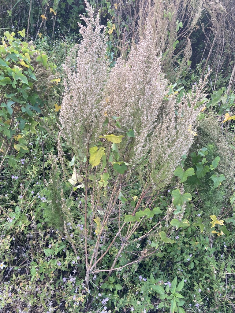 Eupatorium compositifolium