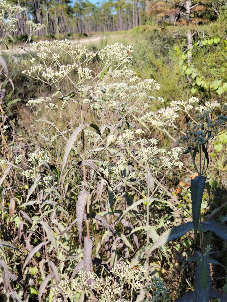 Eupatorium perfoliatum