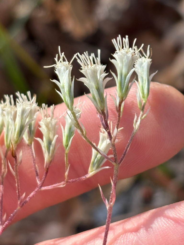 Eupatorium petaloideum