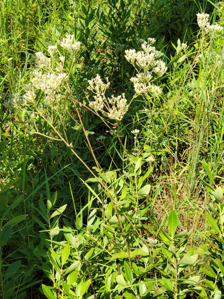 Eupatorium pilosum